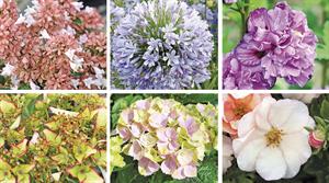 Hot new shrubs for home gardeners - credit: Sapho/Hortival Diffusion